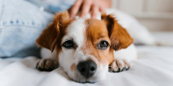 Training puppy on sale to sleep alone